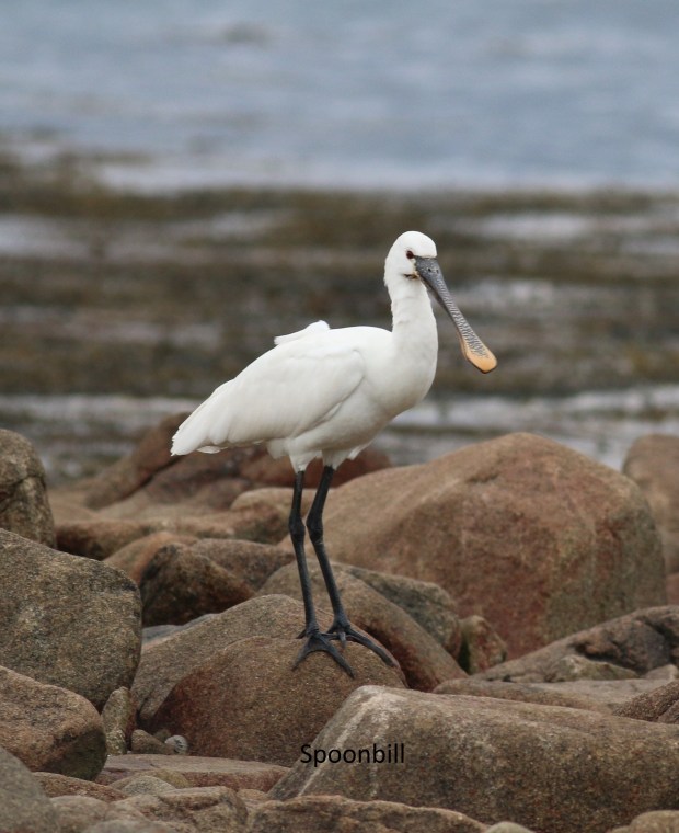 spoonbill