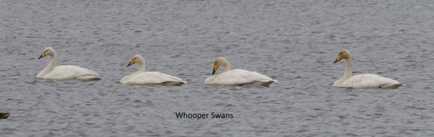 whoopers