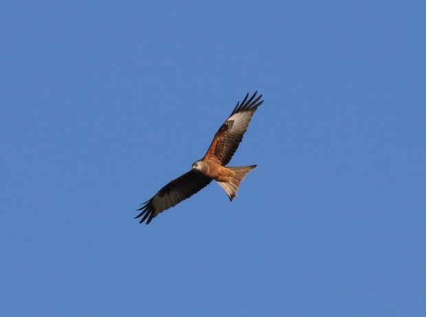 Red Kite 18012015
