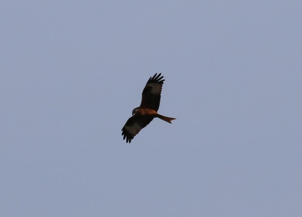 redkite