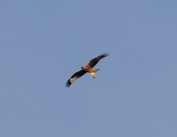 redkite2