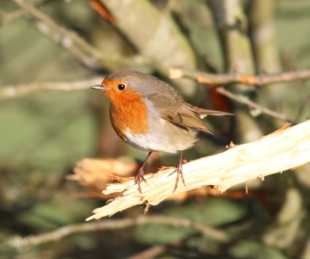 robin1-11012014