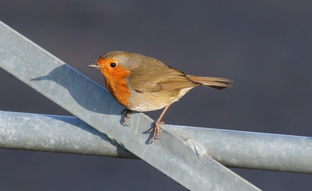 robin2-11012015