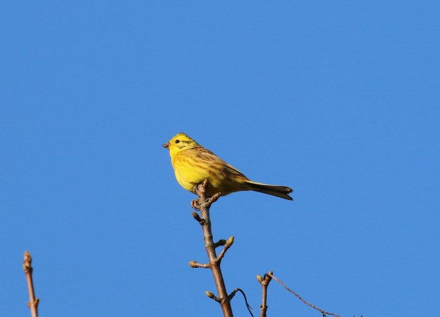 yellowhammer11012014