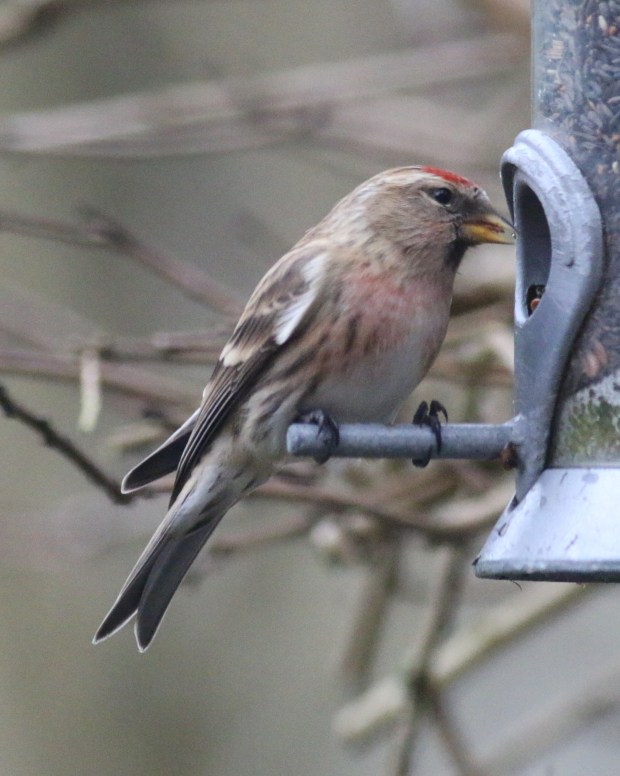 lesser redpoll 3