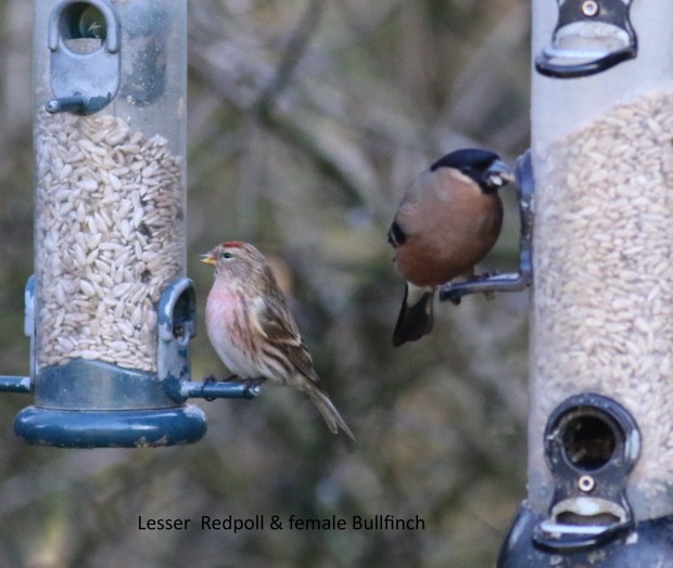 lesser redpoll
