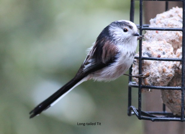 Long-tailed Tit