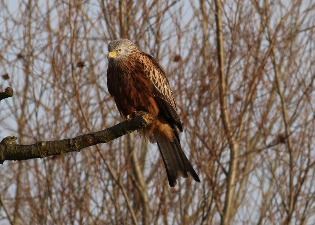 redkite2