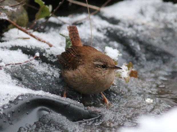 Wren2