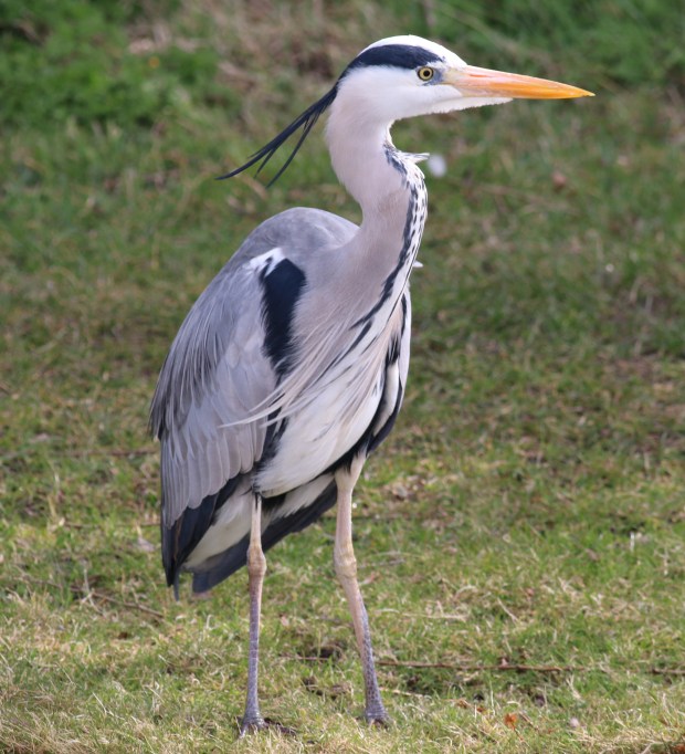 Grey Heron
