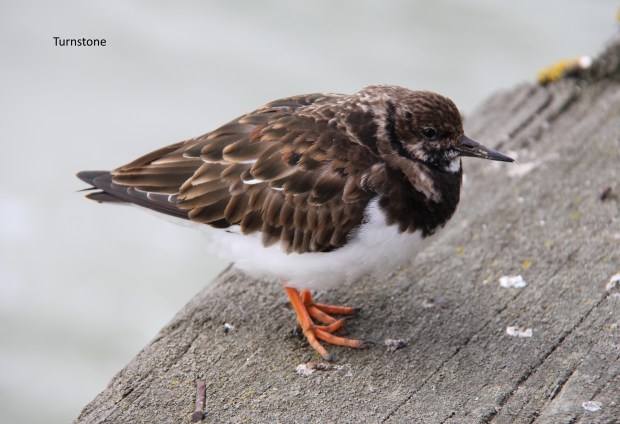turnstone