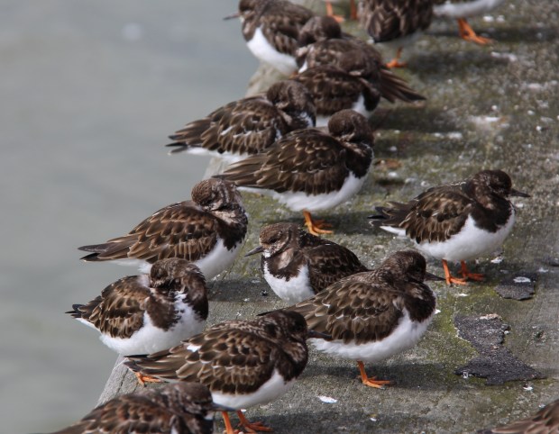 turnstones