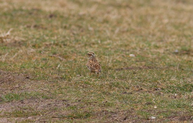 Woodlark