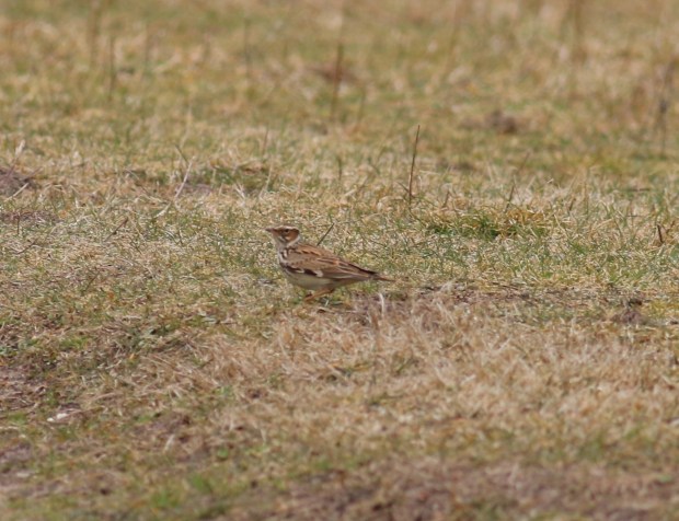 woodlark2
