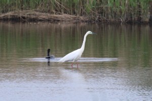 IMG_1886