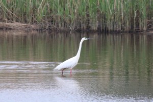 IMG_1891