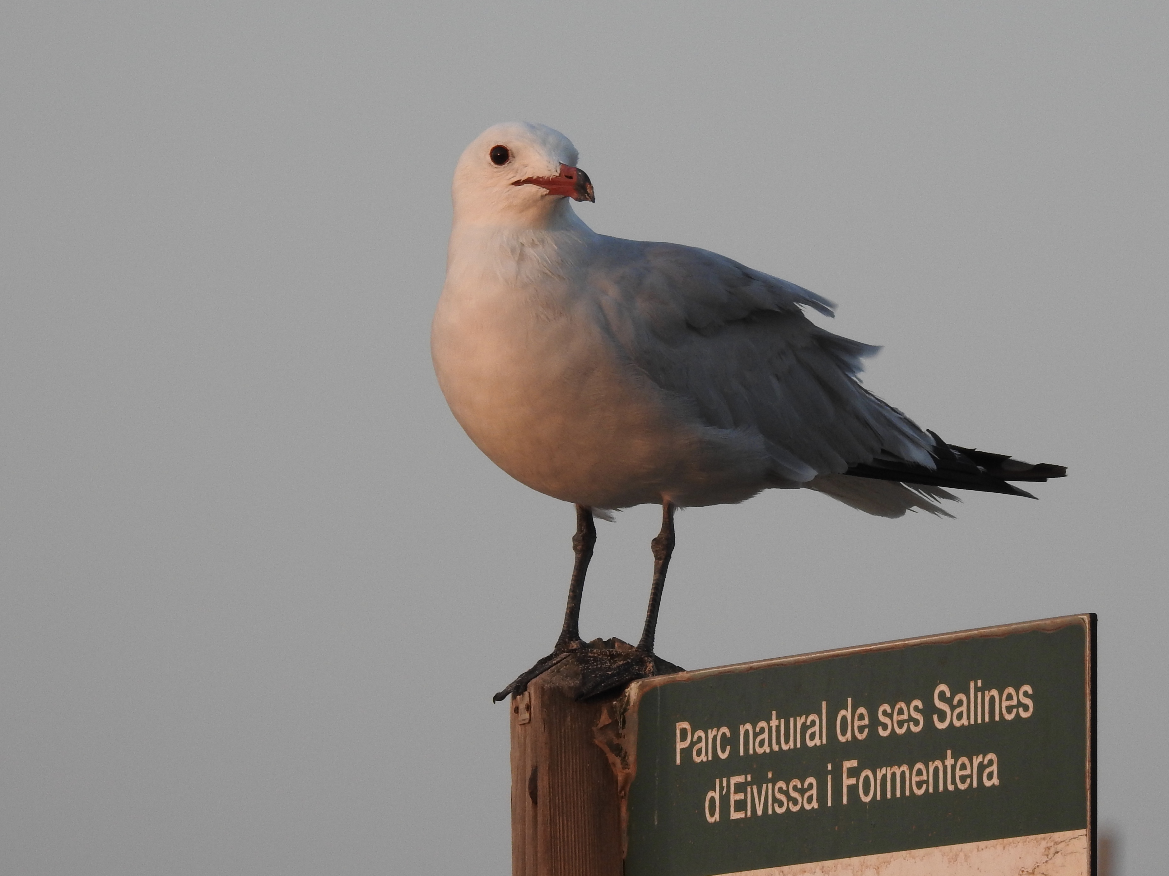 DSCN0332